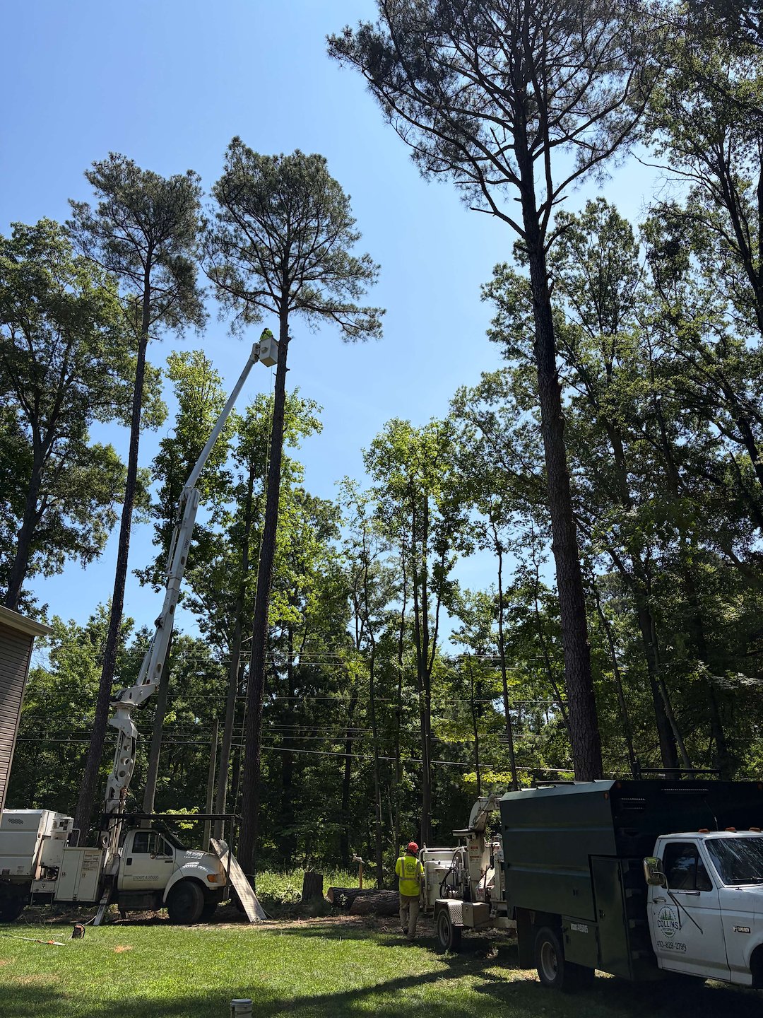 Multiple Tree Removals in Stevensville, MD